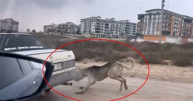Otomobile iple bağlanıp çekilen köpek, bakıma alındı Bursa Haberleri