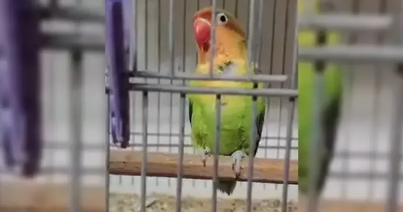 Çanakkale de 9 papağan ele geçirildi