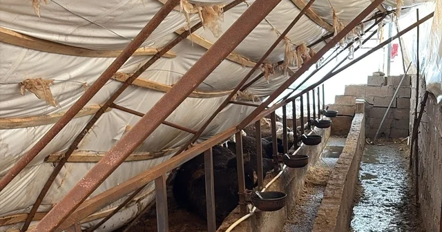 Karabük te kar yağışı ahıl çatısını çökertti: 7 büyükbaş hayvan telef oldu Karabük Haberleri