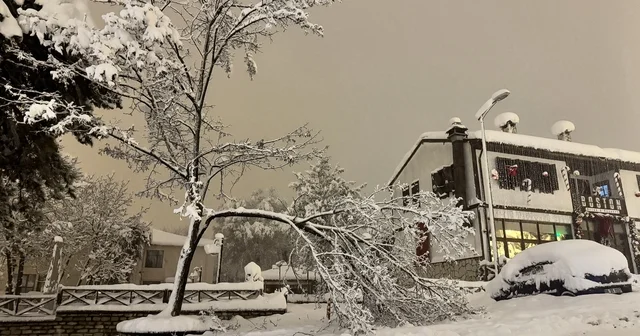 Karabük te kar ağırlığına dayanamayan çok sayıda ağacın dalların kırıldı Kar yağışı kentte hayatı olumsuz etkiliyor Karabük Haberleri