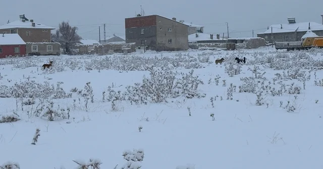 Diyadin de başıboş köpekler tedirgin ediyor Ağrı Haberleri