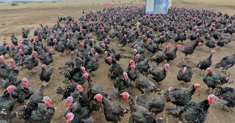 Lezzetli yılbaşı hindisinin sırrı çözüldü, fiyatı da belli oldu Sözcü Gazetesi