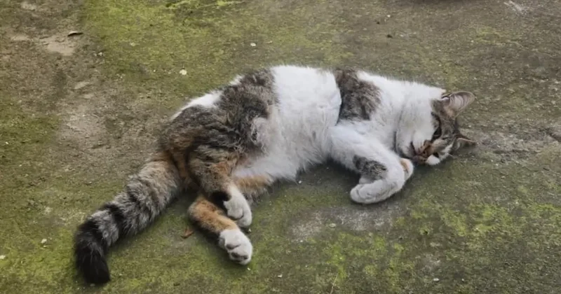 Korkuluğa saplanan kediyi itfaiyeciler kurtardı