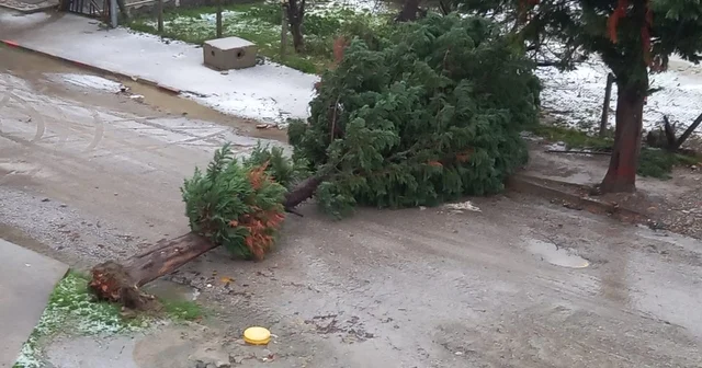 Türkeli de fırtına ağaç devirdi, yol trafiğe kapandı Sinop Haberleri