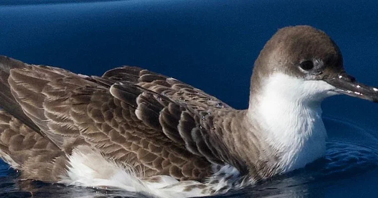 Türkiye de ilk kez görüntülendi: Okyanuslarda yaşayan çok nadir bir tür!