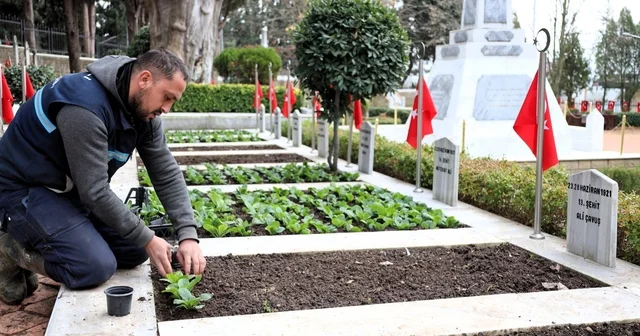 Kocaeli de şehitliklerde bakım ve çiçeklendirme çalışması Kocaeli Haberleri