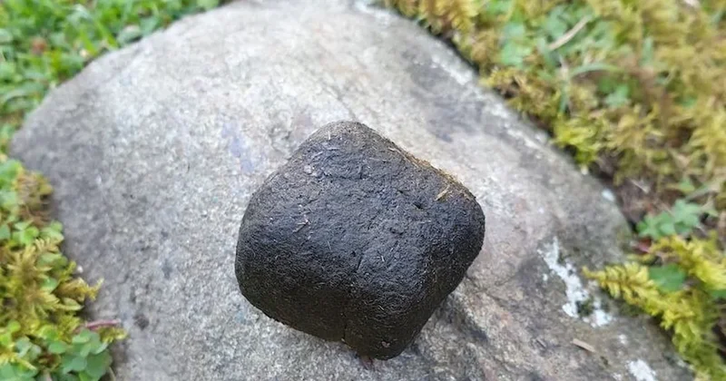 Kare şeklinde dışkılayan hayvanların sırrı çözüldü! Birbirlerine mesaj bırakıyorlarmış Sözcü Gazetesi