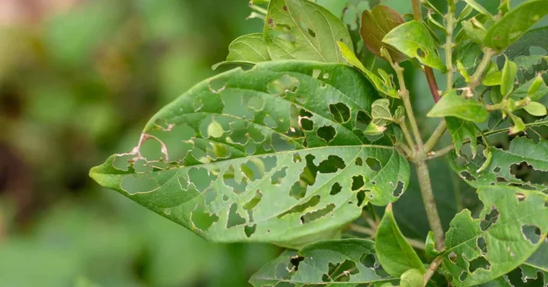 Evinizdeki bitkilerin yapraklarında böcek görmeseniz bile delikler olmasının 4 nedeni... Sözcü Gazetesi