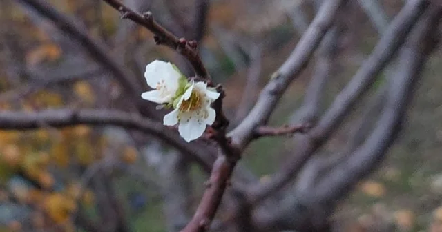 İnatçı erik soğukta çiçek açtı Manisa Haberleri