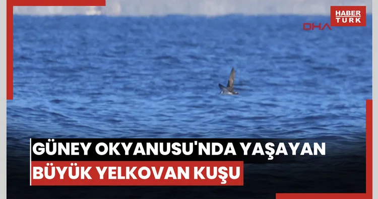 Güney Okyanusu nda yaşayan büyük yelkovan kuşu,Türkiye’de ilk kez görüntülendi