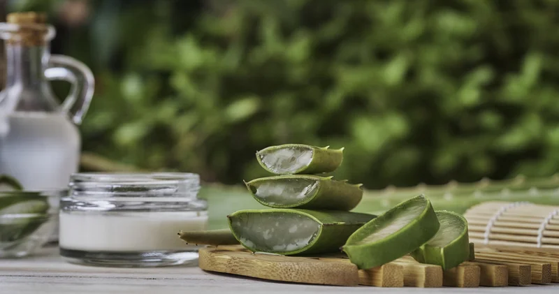 Cilt bakım ürününüzü evde yetiştirmek mümkün mü? İşte sağlıklı ciltlerin anahtarı aloe vera yı evde yetiştirme rehberi!