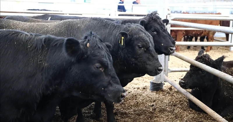 Büyükbaşın merkezi ithal angus cenneti Sözcü Gazetesi