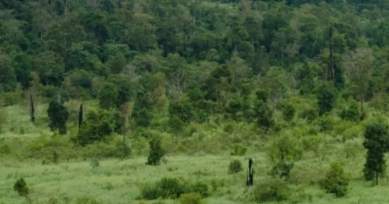 100 yıl önce nesli tükenen hayvan geri döndü: Doğaya salınacak Sözcü Gazetesi