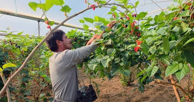 Karadut, fiyatıyla yüz güldürdü Mersin Haberleri