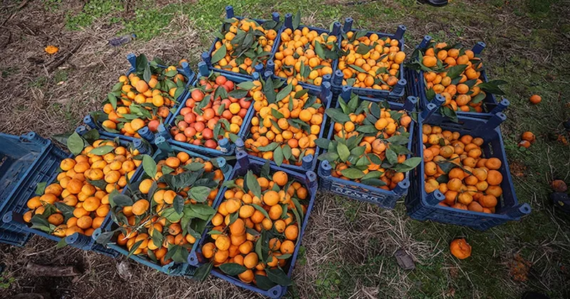 Fiyatı 1 liraya düştü, markette cep yakıyor: Herkes isyan etti Sözcü Gazetesi