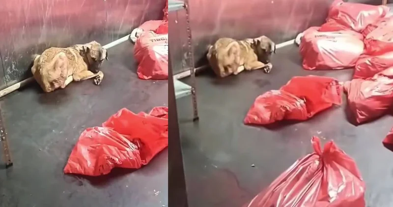 Ankara Büyükşehir de çöp poşetinde ölü köpek iddiası! Veteriner hekim ABB ye kurulan kumpası anlattı