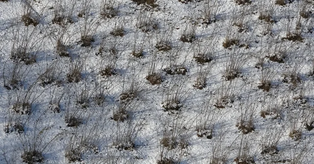 Karadeniz deki kar yağışı, fındık ve diğer tarım ürünlerine yaradı Mevsiminde yağan kar yağışı, fındığın soğuklama dönemi için yararlı Ordu Haberleri