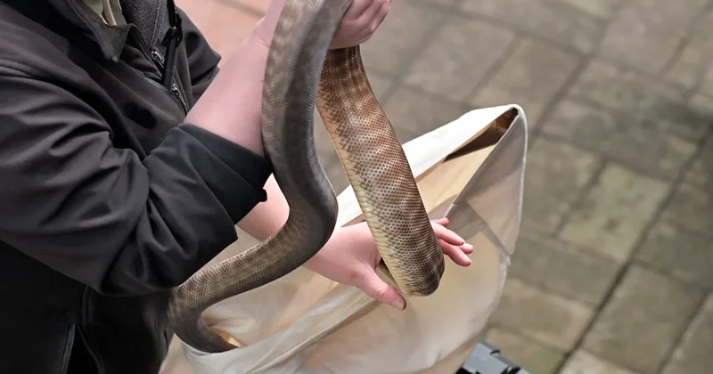 Şehirde bir anda kocaman yılanlar görülmeye başladı, gerçek 35 yıl sonra ortaya çıktı Sözcü Gazetesi