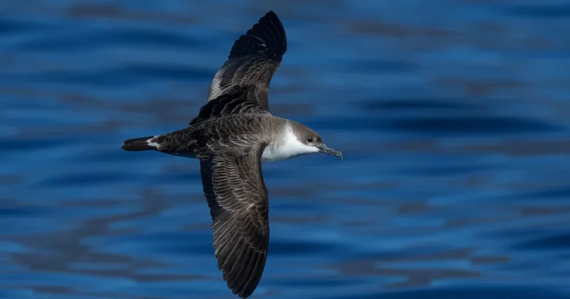 Türkiye de ilk kez görüldü, ekipler peşine düştü Sözcü Gazetesi