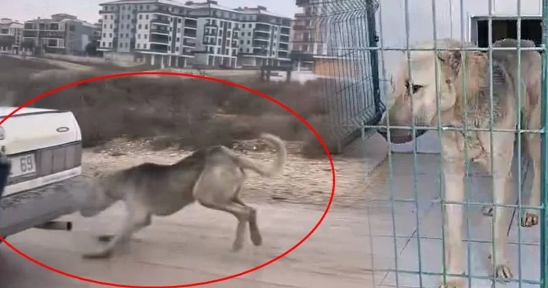 Bu nasıl vicdansızlık? Köpeği aracın arkasına bağlayarak sürükledi