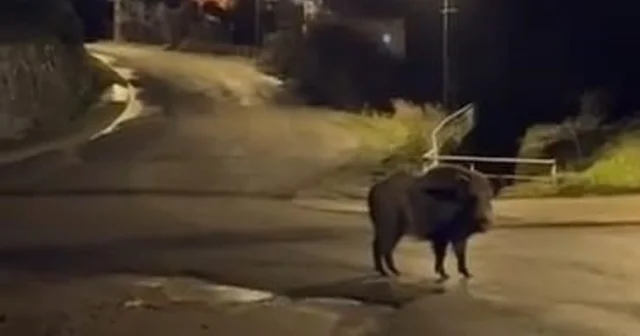 Yaban domuzları yerleşim alanında yiyecek aradı Zonguldak Haberleri