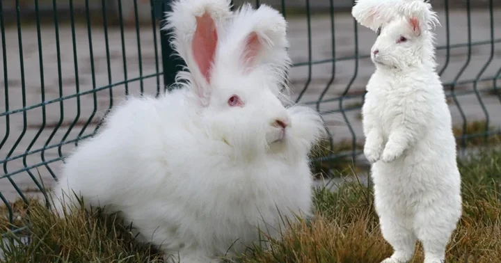Türkiye de nesli tükenmişti! Özel proje başlatıldı: Ankara tavşanı sayısı 130 a ulaştı... Strese girdiklerinde yeme içmeyi bırakabiliyorlar