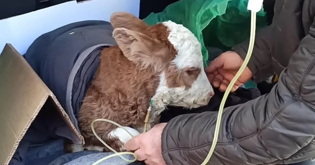 Buzağıya otomobilin bagajında serum tedavisi Ardahan Haberleri