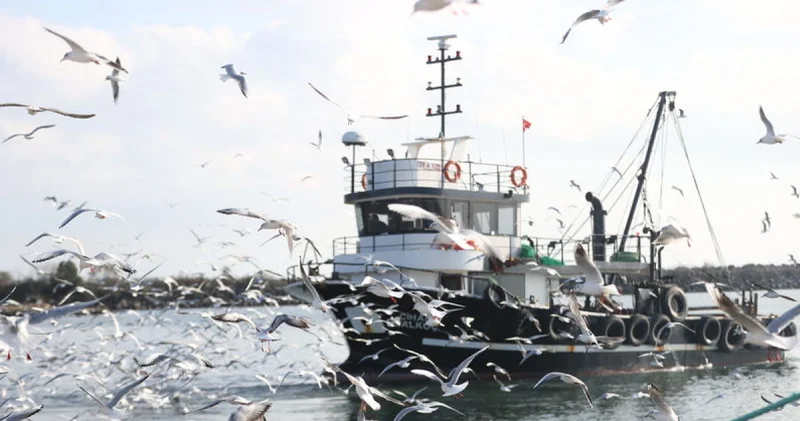 İğneada da martılar balıkçı teknelerinin peşini bırakmıyor