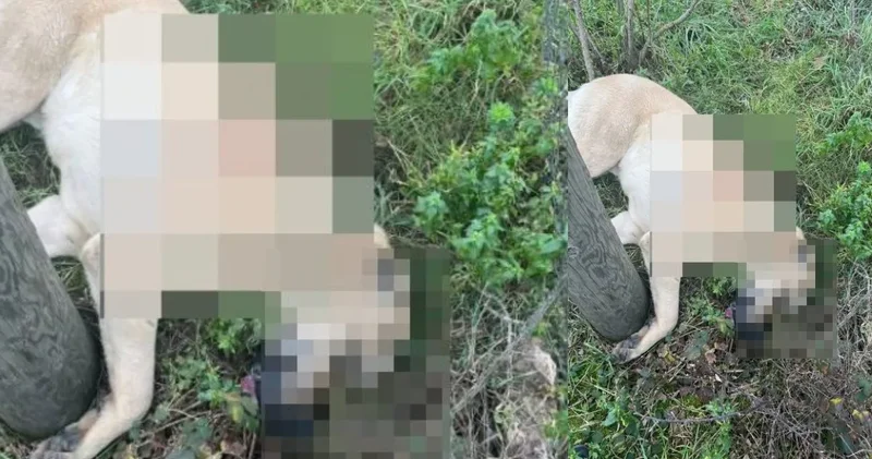 Kangal köpeği tüfekle vurularak öldürüldü! 1 kişi gözaltında