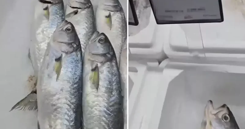 Markette satılan balığın fiyatını duyunca büyük şaşkınlık yaşadı