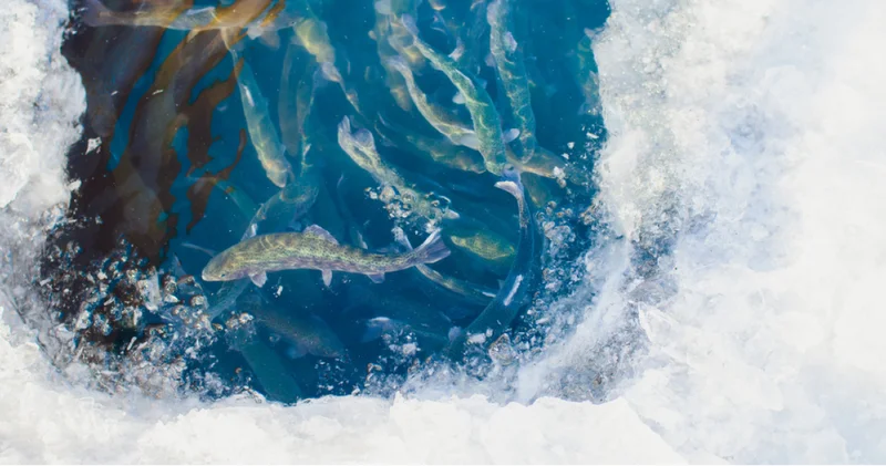 Eksi derecelerde hayatta kalmak: Balıkların doğayla yaptığı büyük anlaşma