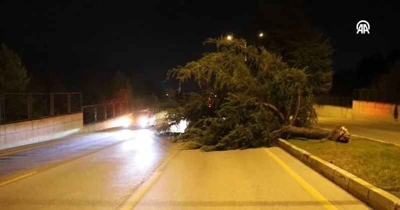 Denizli de kuvvetli rüzgar ağaçları devirdi