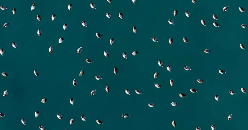 Elmabaş patka ördekleri Salda Gölü’nde havadan görüntülendi