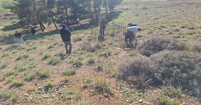 Dağ ceylanı, çizgili sırtlan ve kurt aynı habitatı paylaşıyor Hatay Haberleri