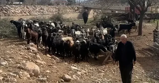 Depremde hayvanlarını kaybeden besici bakanlık desteğiyle yeniden sürü sahibi oldu: Allah devletimize zeval vermesin VİDEO İZLE