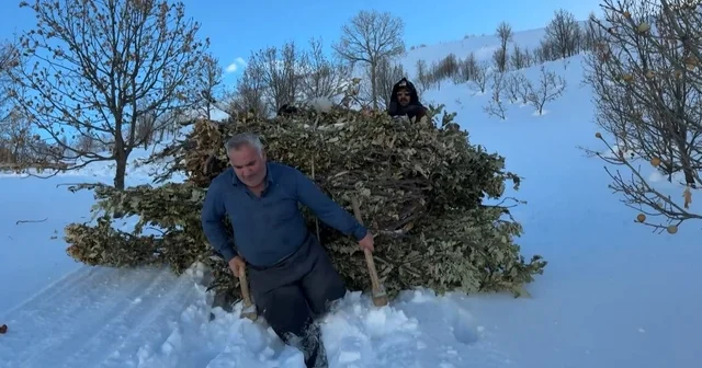 Bitlis te besiciler, karda kızakla hayvanlarına ot taşıyor Bitlis Haberleri
