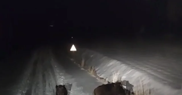 Diyarbakır da aç kalan kurt ve domuz sürüsü yerleşim yerine indi Diyarbakır Haberleri