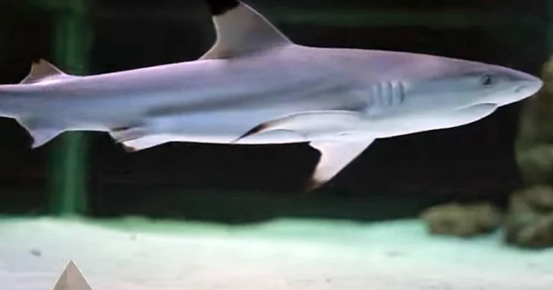 Brezilya da bir çocuk köpekbalığı saldırısı sonucu öldü