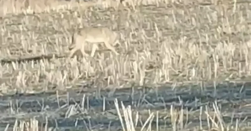 Aç kalan kurtlar yerleşim merkezine indi