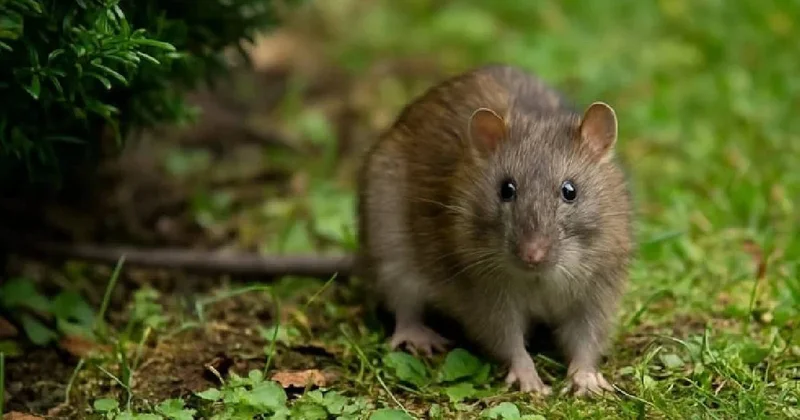 Fareleri kokuyu alınca anında tüyüyor: Bahçeye veya balkona ekin fare ve böceklerden kurtulun Sözcü Gazetesi