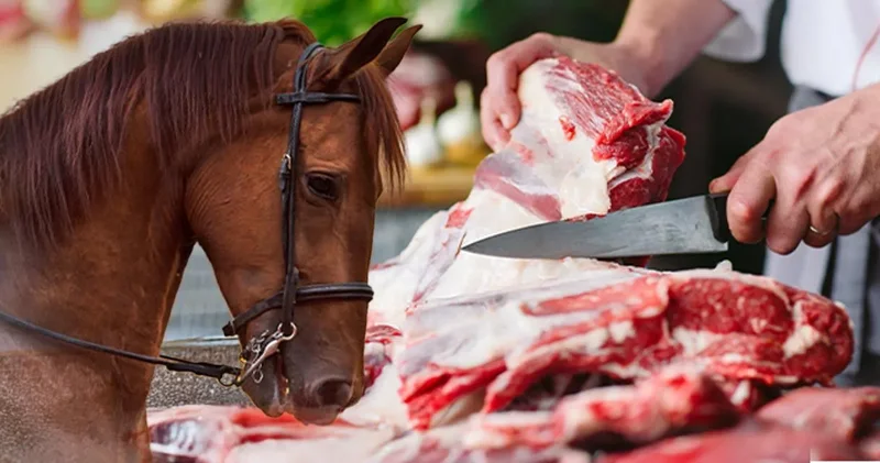 Sucuk diye at ve eşek eti yedirmişler: Aynı firma ikinci kez ifşa oldu