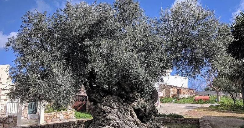 Dünyanın en yaşlı yaşayan ağacı: 4 bin yaşında Sözcü Gazetesi