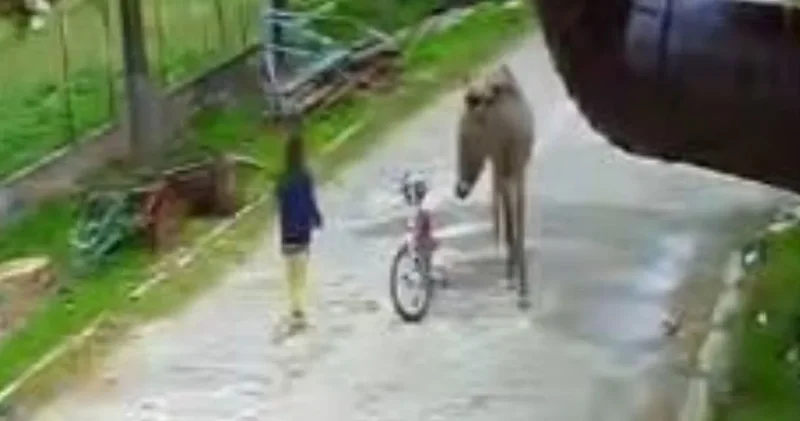 4 yaşındaki çocuğa eşek saldırdı