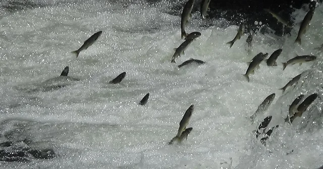 İnci kefalleri Van İl Jandarma Komutanlığı na emanet Van Haberleri