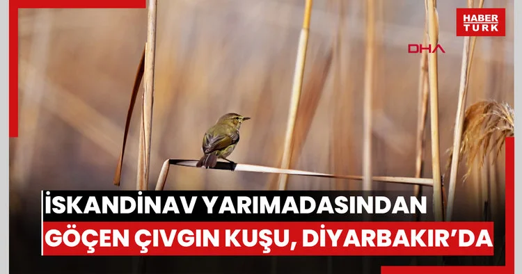 İskandinav yarımadasından göçen çıvgın kuşu, Diyarbakır’da görüntülendi