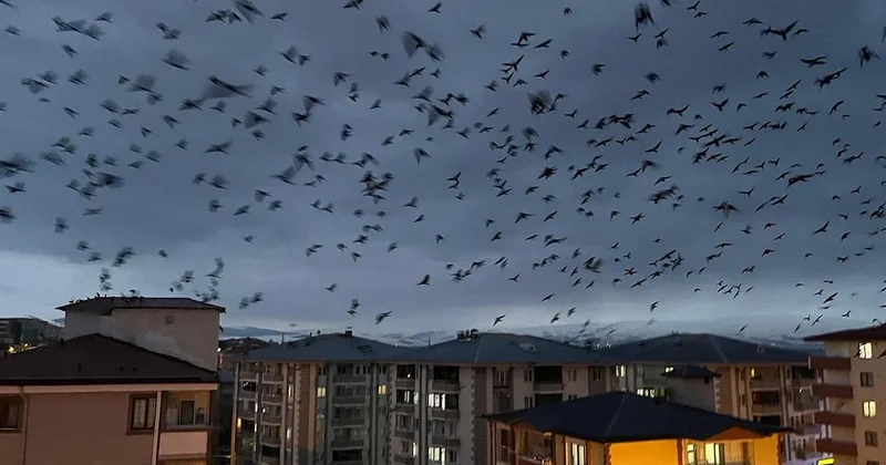 Görüntü Türkiye den... Kargalar bu şehrimizi istila etti Sözcü Gazetesi