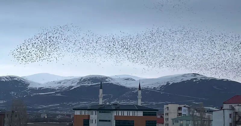 Ardahan da Karga İstilası