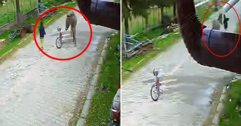 Evinin önünde oynayan çocuğa eşek saldırdı! Karantiya alındı Sözcü Gazetesi