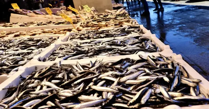 Hamsi vatandaşı güldürdü, tezgahın kralı değişti