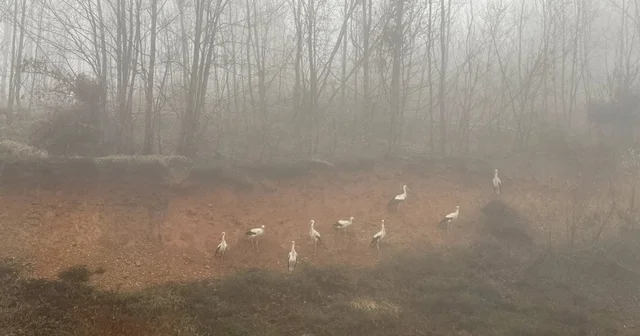 Göç yolundaki leylekler, yoğun sis nedeniyle Kırklareli nde kara yolu kenarına indi Kırklareli Haberleri